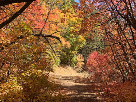 Photo of Albuquerque Fall